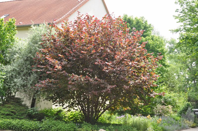 Bluthasel - Corylus maxima 'Purpurea'