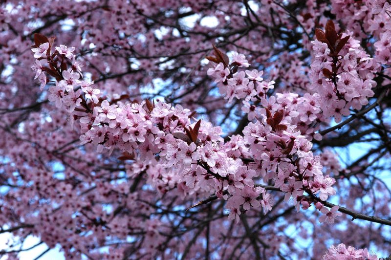 Blutpflaume - Prunus cerasifera 'Nigra' CAC