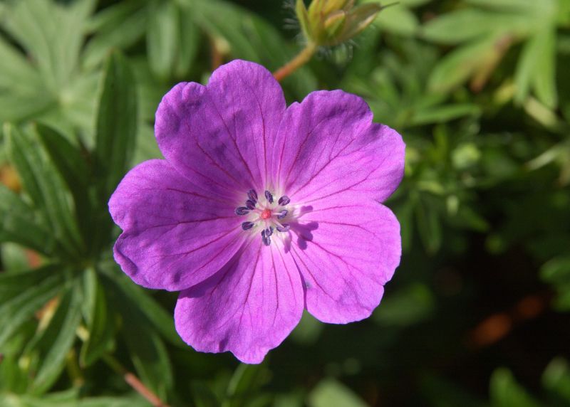 Blutroter Storchschnabel - Geranium sanguineum