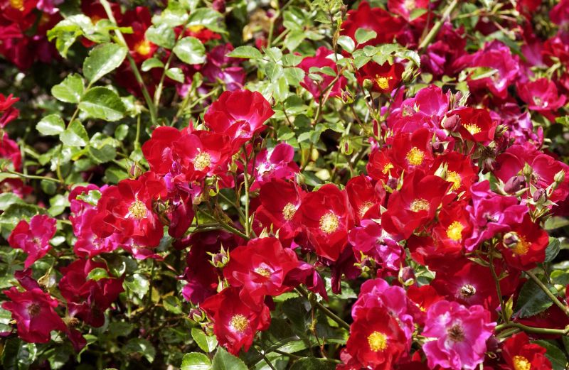 Bodendeckende Rose 'Alcantara' ® - Rosa 'Alcantara' ® BDR