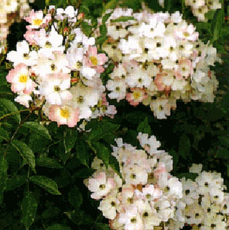 Bodendeckende Rose 'Ballerina' - Rosa 'Ballerina' BDR