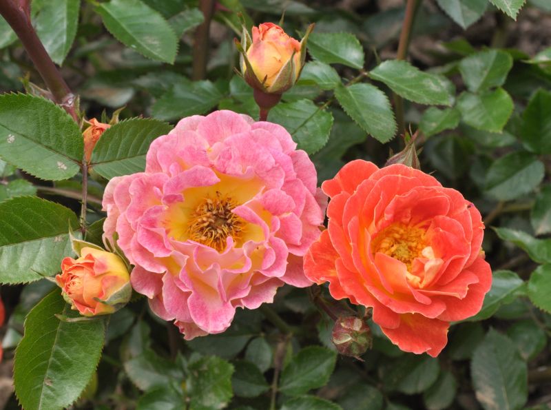 Bodendeckende Rose 'Bessy' ® - Rosa 'Bessy' ® BDR