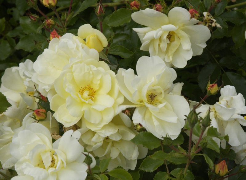 Bodendeckende Rose 'Celina' ® ADR-Rose - Rosa 'Celina' ® BDR