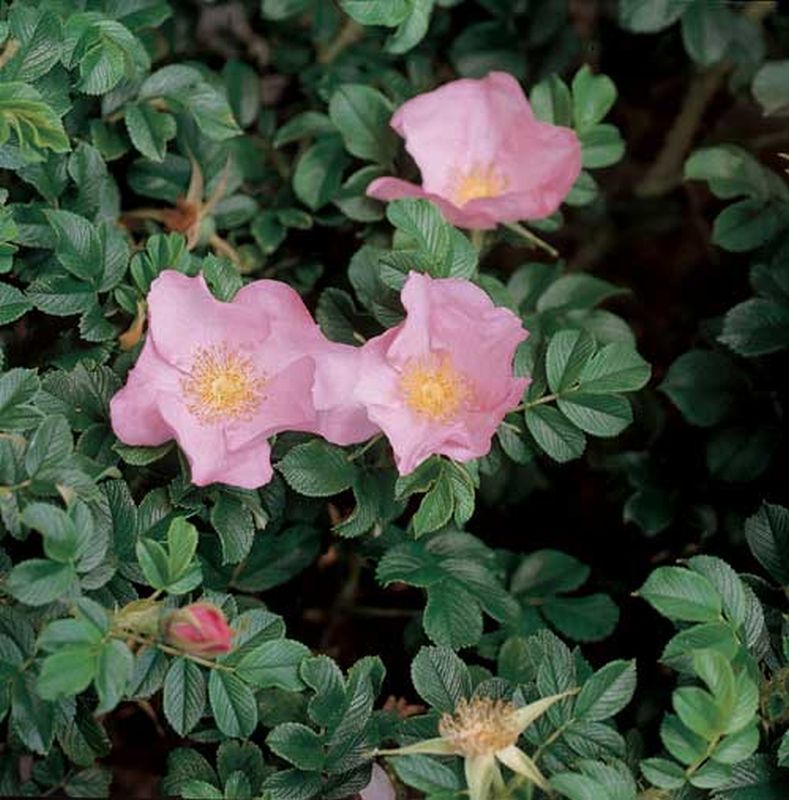 Bodendeckende Rose 'Dagmar Hastrup' - Rosa rugosa 'Dagmar Hastrup' BDR