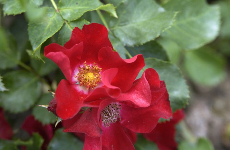 Bodendeckende Rose 'Fiona' ® - Rosa 'Fiona' ® BDR