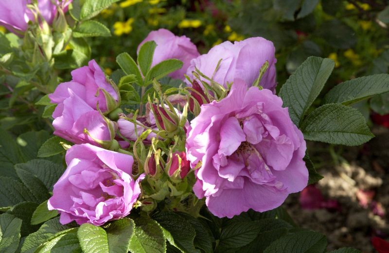 Bodendeckende Rose 'Foxi' ® - Rosa rugosa 'Foxi' ® BDR