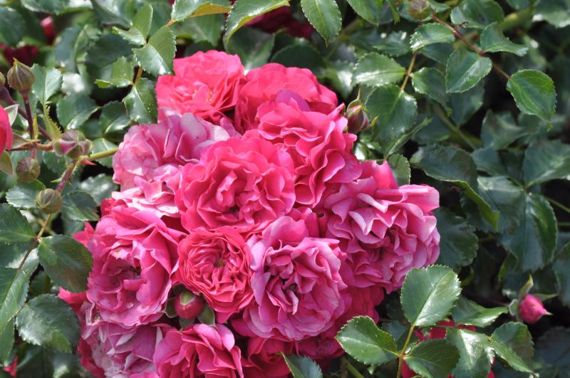 Bodendeckende Rose 'Gärtnerfreude' ® ADR-Rose - Rosa 'Gärtnerfreude' ® BDR