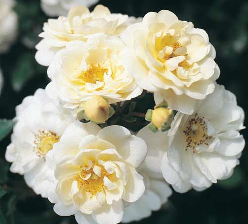 Bodendeckende Rose 'Heidesommer' ® - Rosa 'Heidesommer' ® BDR