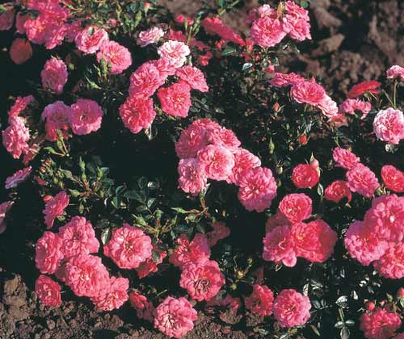 Bodendeckende Rose 'Knirps' ® ADR-Rose - Rosa 'Knirps' ® BDR