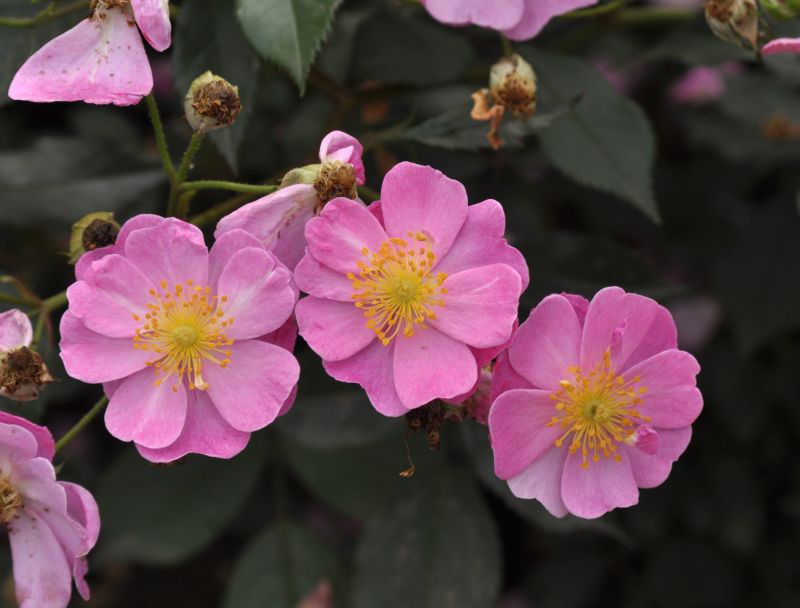 Bodendeckende Rose 'Lavender Dream' ® - Rosa 'Lavender Dream' ® BDR