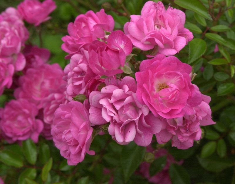 Bodendeckende Rose 'Lovely Fairy' ® - Rosa 'Lovely Fairy' ® BDR