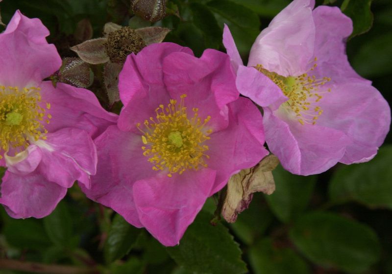 Bodendeckende Rose 'Max Graf' - Rosa 'Max Graf' BDR