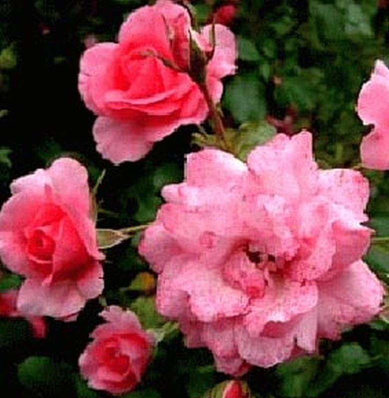 Bodendeckende Rose 'Mirato' ® ADR-Rose - Rosa 'Mirato' ® BDR