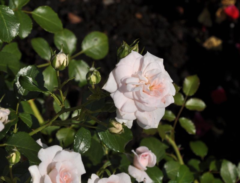 Bodendeckende Rose 'Pearl Mirato' ® - Rosa 'Pearl Mirato' ® BDR