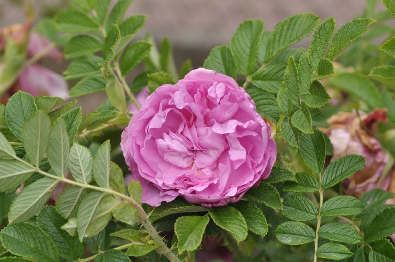 Bodendeckende Rose 'Romantic Roadrunner' ® - Rosa 'Romantic Roadrunner' ® BDR