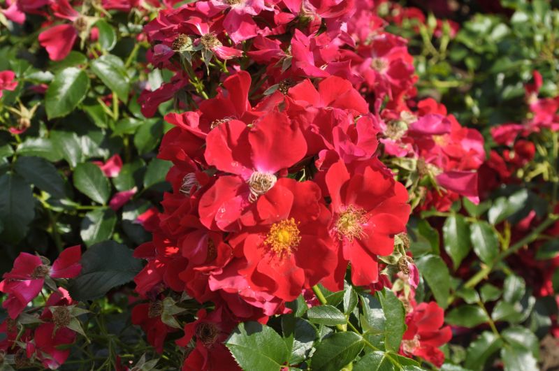 Bodendeckende Rose 'Royal Bassino' ® - Rosa 'Royal Bassino' ® BDR