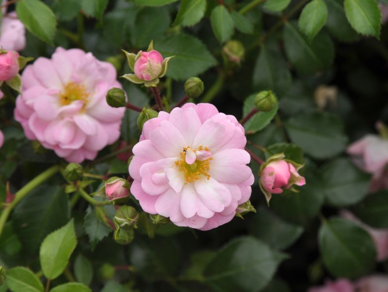 Bodendeckende Rose 'Satina' ® ADR-Rose - Rosa 'Satina' ® BDR