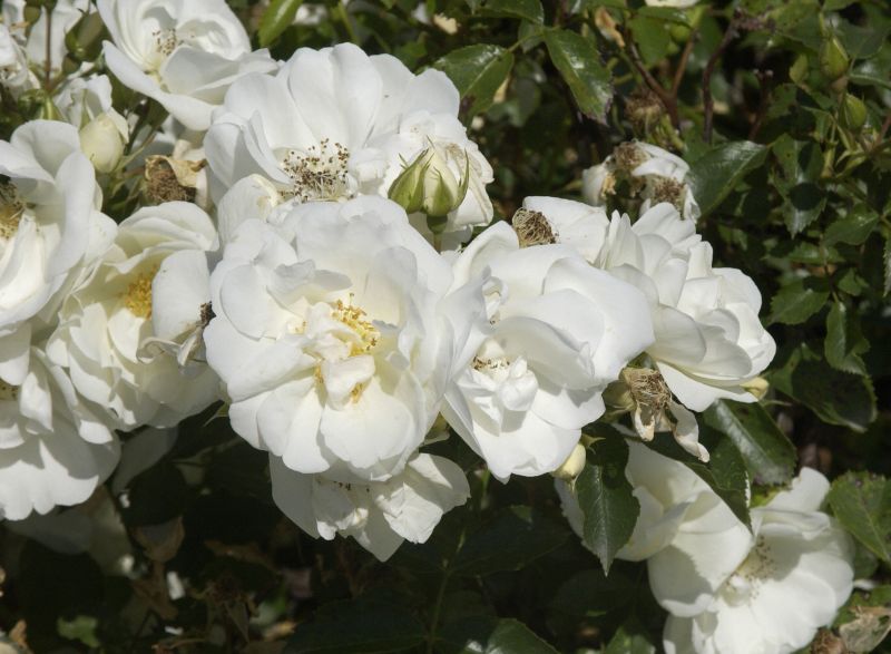 Bodendeckende Rose 'Schneeflocke' ® ADR-Rose - Rosa 'Schneeflocke' ® BDR