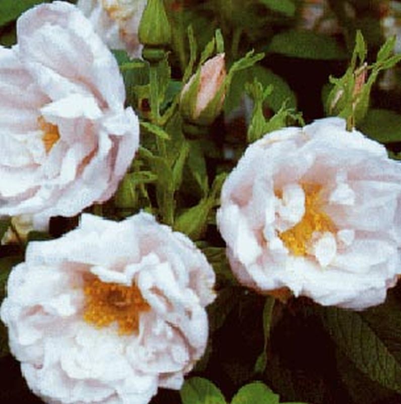 Bodendeckende Rose 'Schneekoppe' - Rosa 'Schneekoppe' BDR