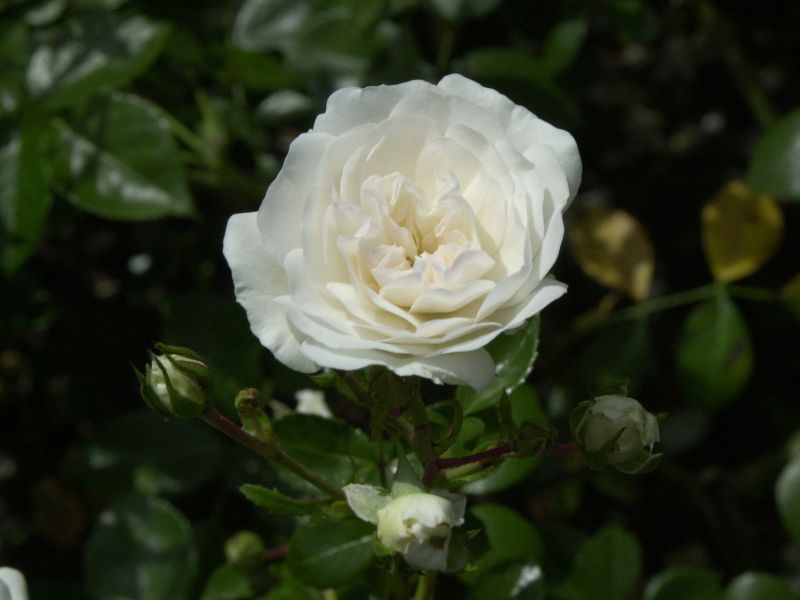 Bodendeckende Rose 'Sea Foam' - Rosa 'Sea Foam' BDR
