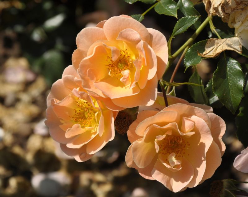 Bodendeckende Rose 'Sedana' ® ADR-Rose - Rosa 'Sedana' ® BDR