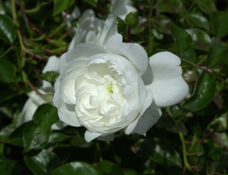 Bodendeckende Rose 'Snow Ballet' ® - Rosa 'Snow Ballet' ® BDR