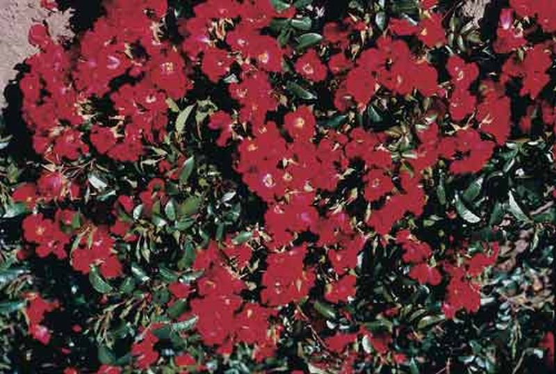 Bodendeckende Rose 'Sommerabend' ® ADR-Rose - Rosa 'Sommerabend' ® BDR