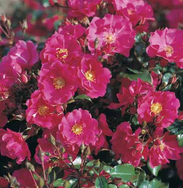 Bodendeckende Rose 'Sommermärchen' ® - Rosa 'Sommermärchen' ® BDR