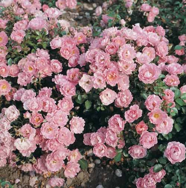 Bodendeckende Rose 'Sommerwind' ® ADR-Rose - Rosa 'Sommerwind' ® BDR