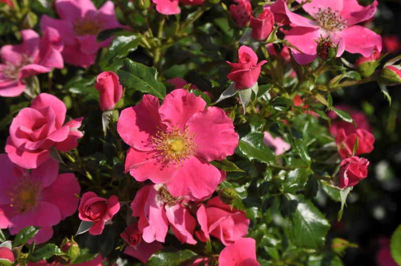 Bodendeckende Rose 'Stadt Rom' ® ADR-Rose - Rosa 'Stadt Rom' ® BDR