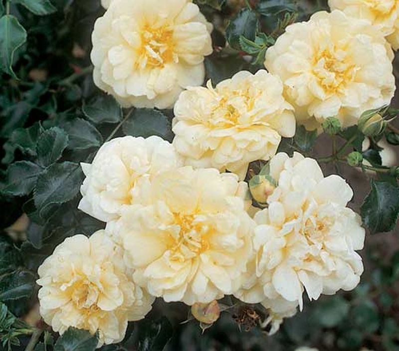 Bodendeckende Rose 'Sunny Rose' ® ADR-Rose - Rosa 'Sunny Rose' ® BDR