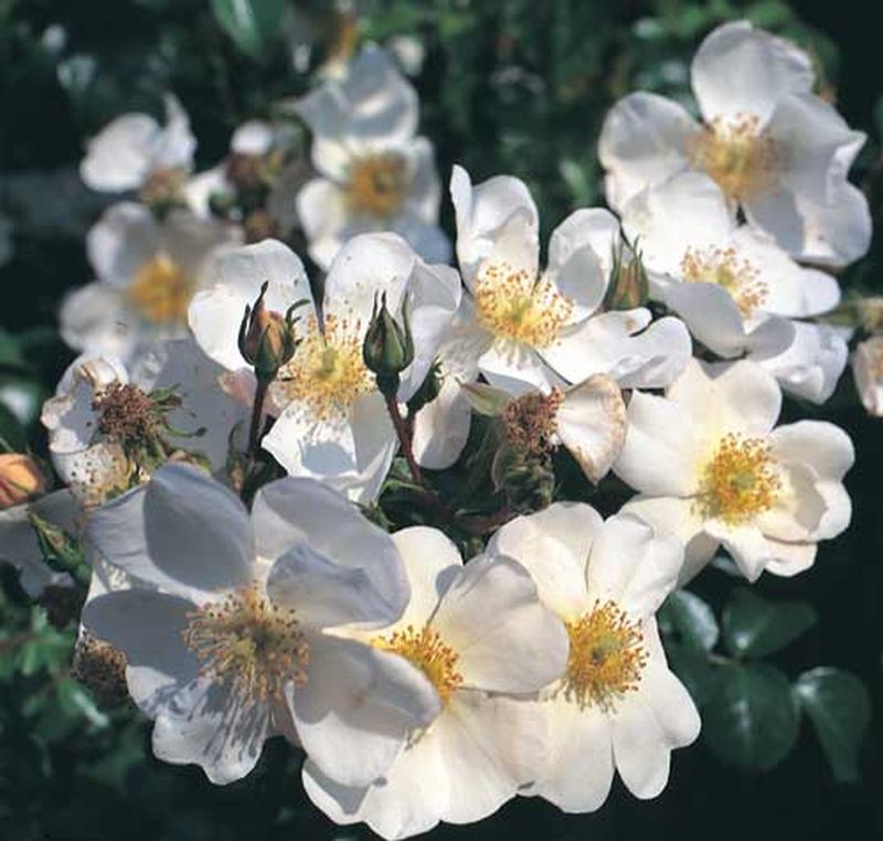 Bodendeckende Rose 'Weiße Max Graf' ® - Rosa 'Weiße Max Graf' ® BDR