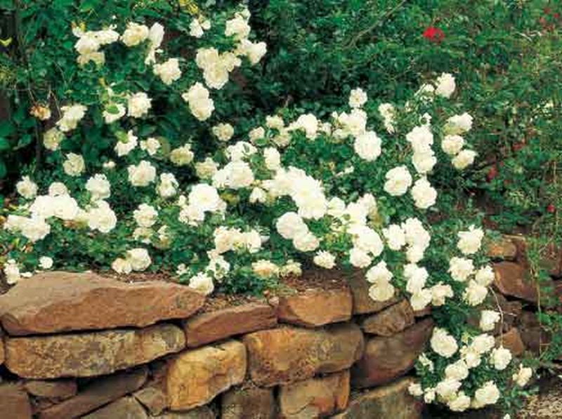 Bodendeckende Rose 'White Meidiland' ® - Rosa 'White Meidiland' ® BDR
