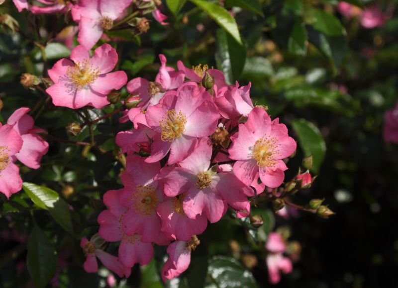 Bodendeckerrose 'Juanita' ® ADR-Rose - Rosa 'Juanita' ® BDR