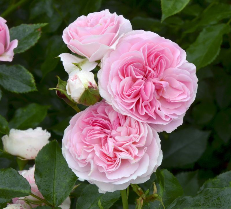 Bodendeckerrose 'Larissa' ® ADR-Rose - Rosa 'Larissa' ® BDR