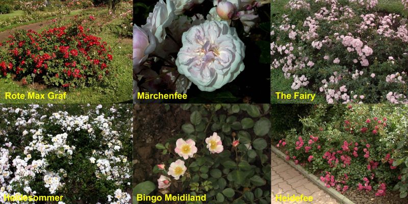 Bodendeckerrosen in Sorten BDR - Bodendeckerrosen in Sorten BDR