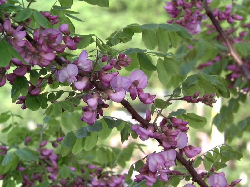 Borstenakazie 'Macrophylla' - Robinia hispida 'Macrophylla'