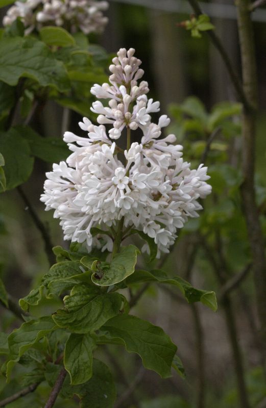 Botan.Flieder 'Agnes Smith' - Syringa prestoniae 'Agnes Smith'