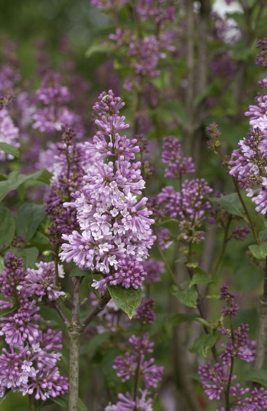 Botan.Flieder - Syringa prestoniae 'Minuet'