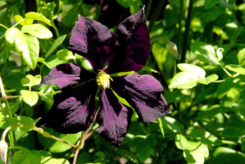 Brennende Waldrebe - Clematis flammula