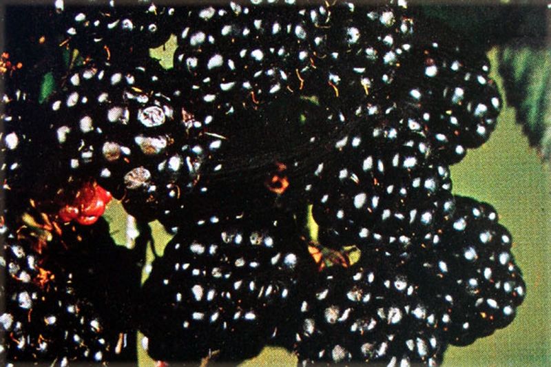 Brombeere 'Black Satin' - Rubus fruticosus 'Black Satin' CAC