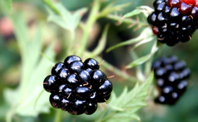 Brombeere 'Loch Ness' -S- - Rubus fruticosus 'Loch Ness' -S- CAC
