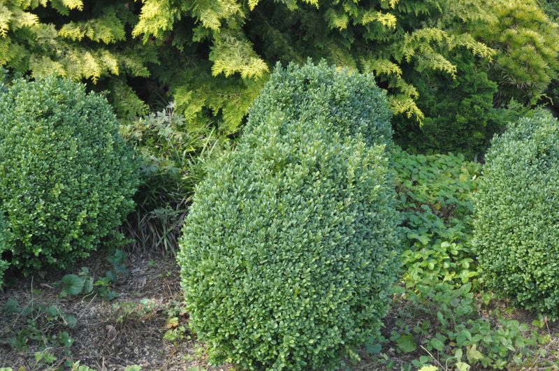 Buchsbaum 'Blauer Heinz' - Buxus sempervirens 'Blauer Heinz'
