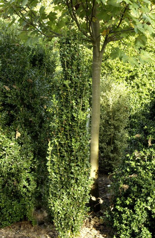 Buchsbaum 'Graham Blandy' - Buxus sempervirens 'Graham Blandy'