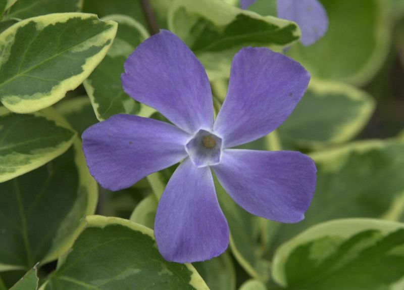 Buntblättr.Immergrün - Vinca major 'Variegata'