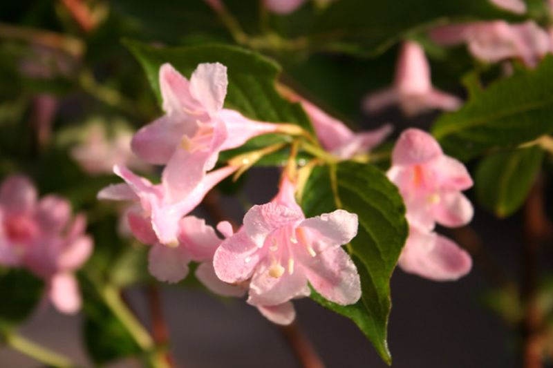 Buntblättrige Weigelie - Weigela florida 'Nana Variegata'