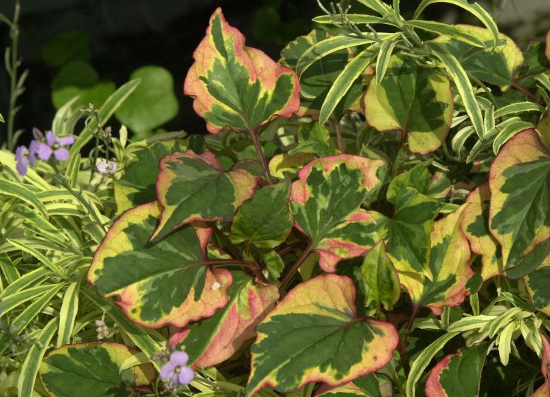 Buntblättriger Garten-Eidechsenschwanz - Houttuynia cordata 'Chameleon'