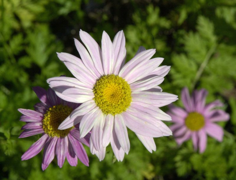 Bunte Garten-Margerite Robinsons Rosa - Tanacetum coccineum 'Robinsons Rosa'
