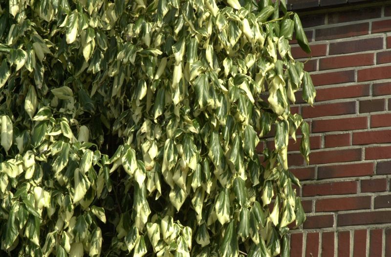 Buntlaubiger Kaukasischer Efeu - Hedera colchica 'Dentata Variegata'