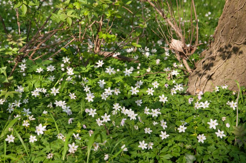 Busch-Windröschen - Anemone nemorosa